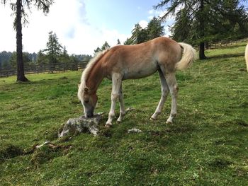 Horse grazing in a field
