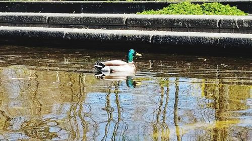 Swan perching on swimming in lake