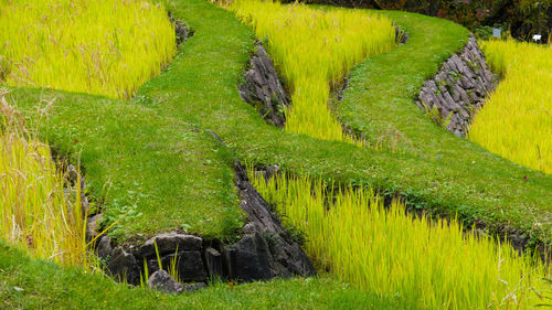 Scenic view of grassy field