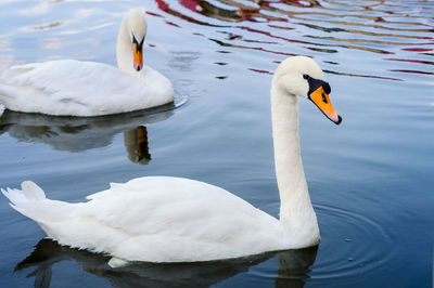 Two white swans floating on the water