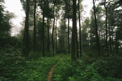 Scenic view of forest