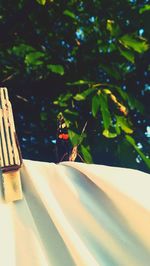 Close-up of insect on plant