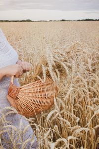 Close-up of hand holding wheat in field