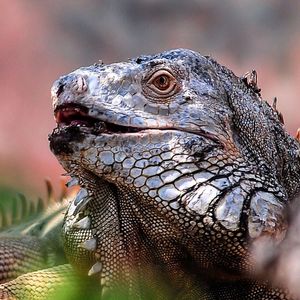 Close-up of animal eye