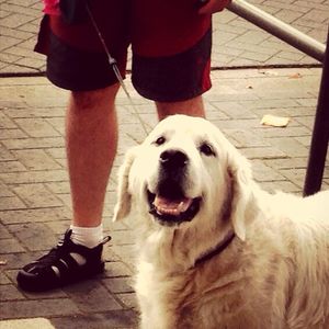 dog