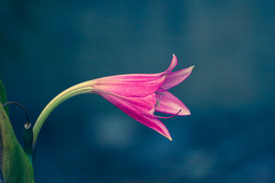 Close-up of pink lily flower