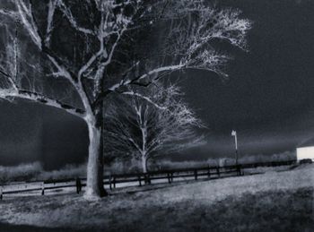 Bare trees against sky