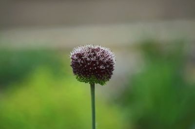 Close-up of flowering plant growing outdoors