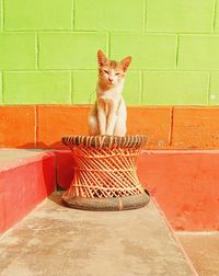 Cat sitting on wall