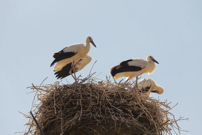 Low angle view of birds in nest against clear sky