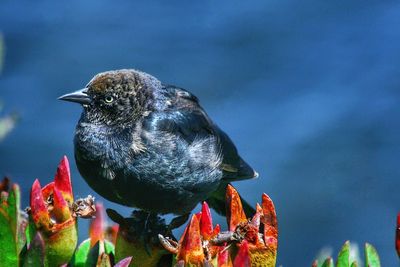 bird