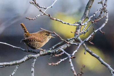 Close-up of bird perching on branch