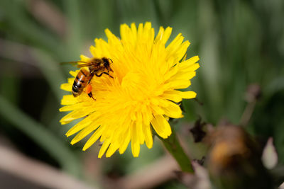 flowering plant