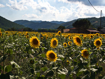 View of sunflower field against cloudy sky