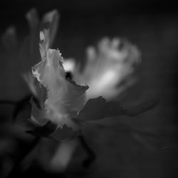 Close-up of flower against blurred background