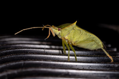 Close-up of grasshopper