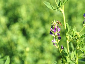 Fragment of a field of the young alfalfa. flowers are use for grazing hay silage green manure