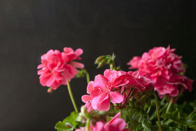 Close-up of pink flowers