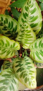 High angle view of green leaves