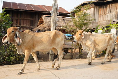 Cows standing in a building