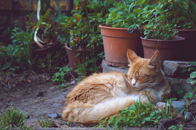 Cat relaxing on grass