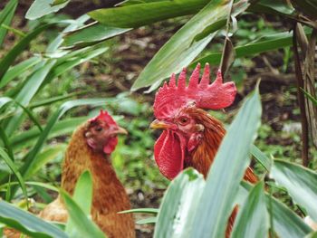 Close-up of rooster on plant