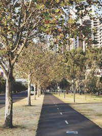 Road amidst trees in park