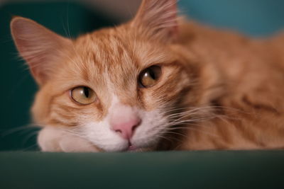 Close-up portrait of cat