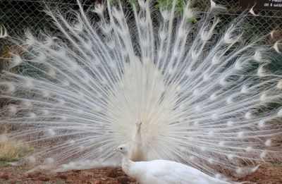 Close-up portrait of peacock