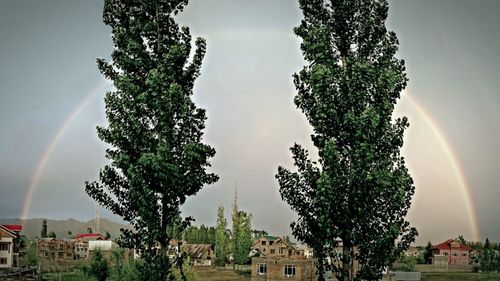 Trees against sky