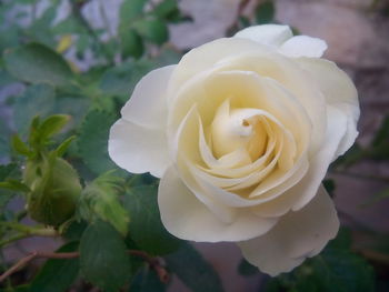 Close-up of white rose