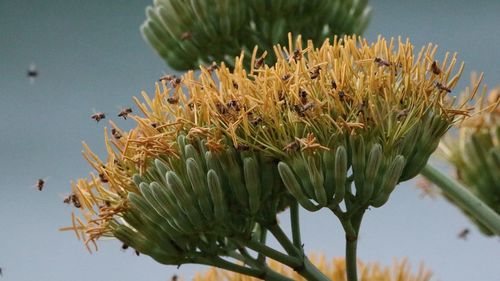 Close-up of flowering plant