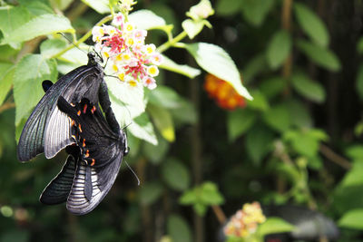 Close-up of butterflies on flower