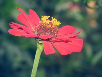 Close-up of honey bee on flower blooming outdoors