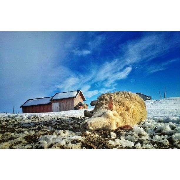 transfer print, sky, auto post production filter, built structure, building exterior, architecture, blue, cloud - sky, cloud, rock - object, house, sea, nature, day, beach, tranquil scene, tranquility, outdoors, stone - object, beauty in nature