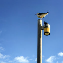 Low angle view of seagull perching on blue sky