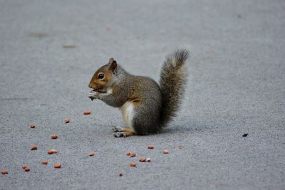 Squirrel eating food