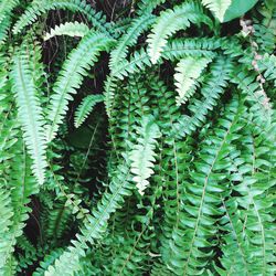 High angle view of fern leaves