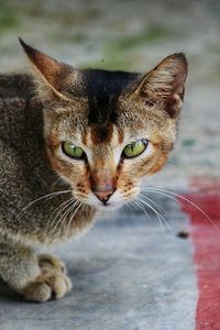 Close-up portrait of cat sitting