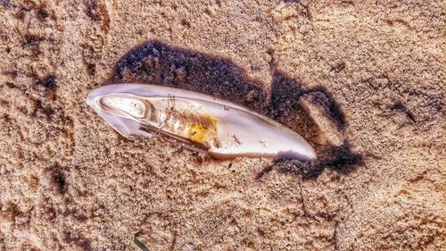 High angle view of shell on sand