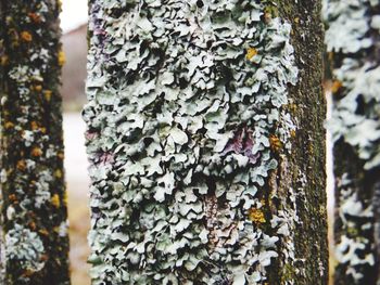 Close-up of lichen on tree trunk during winter