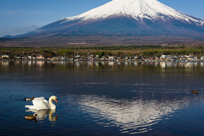 Ducks in a lake