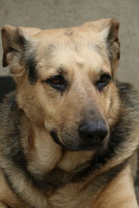 Close-up portrait of dog