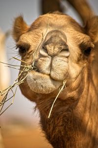 Close-up of camel feeding hays