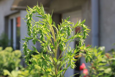 Close-up of plant