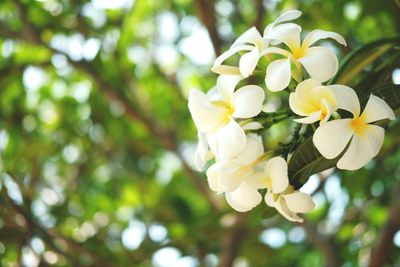 Low angle view of white flowering tree