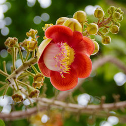 Close-up of flowers against blurred background