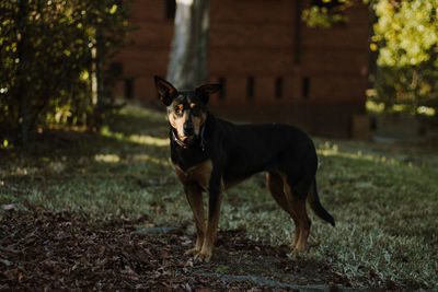 Dog running on field