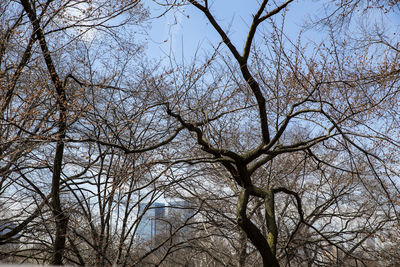 Low angle view of bare tree against sky