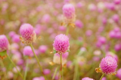 Close-up of pink flowering plants on field